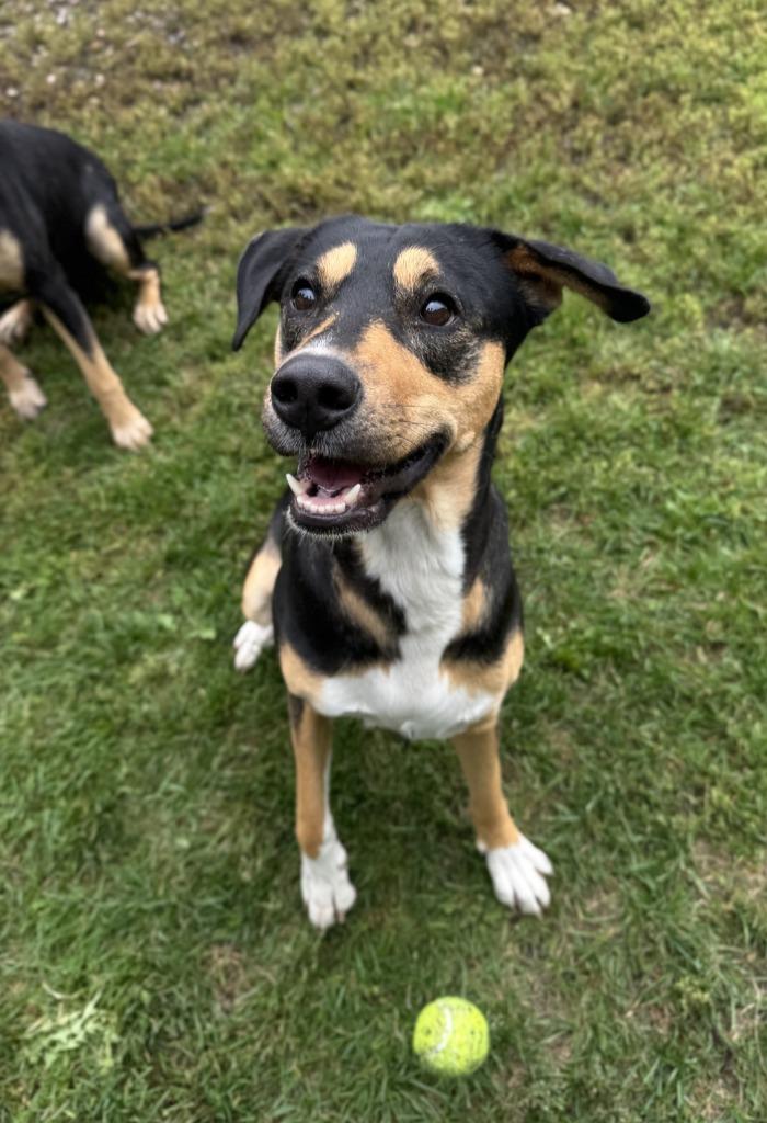 Sporty, Adoptable, Adult Female Mixed Breed.