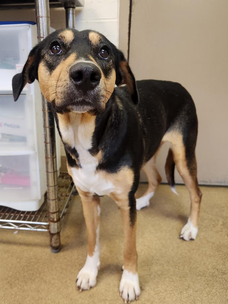 Enlarge Sporty, a Adoptable Mixed Breed in Grand Forks, ND image 2/2