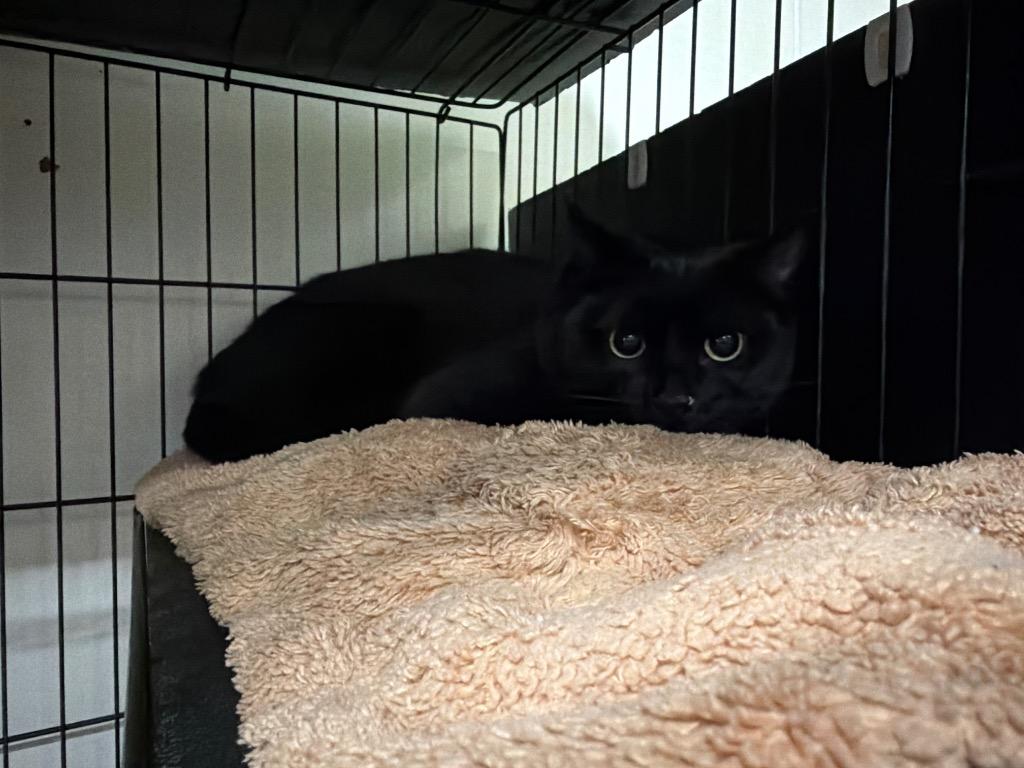 Millie, Adoptable, Young Female Domestic Short Hair.