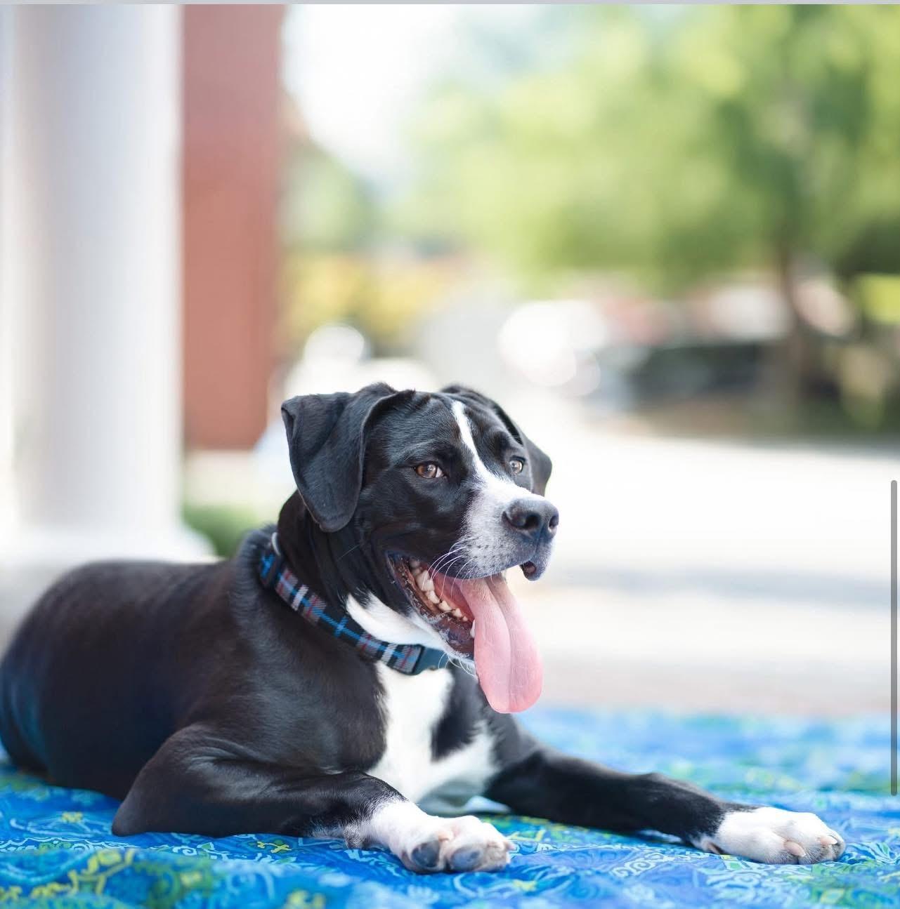 Bromley, a Adoptable Mixed Breed in Smyrna, GA image 2/5