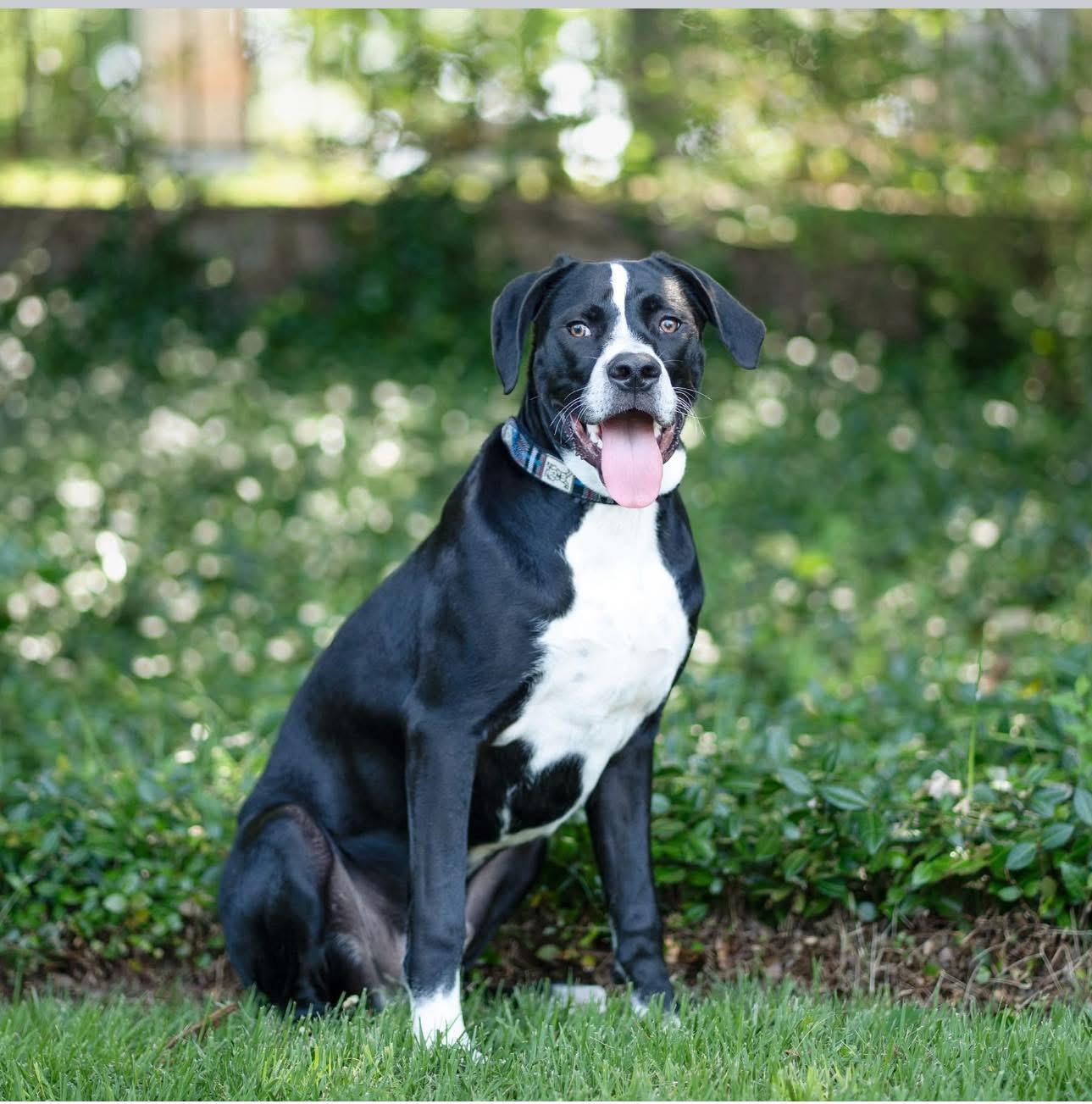 Bromley, a Adoptable Mixed Breed in Smyrna, GA image 3/5