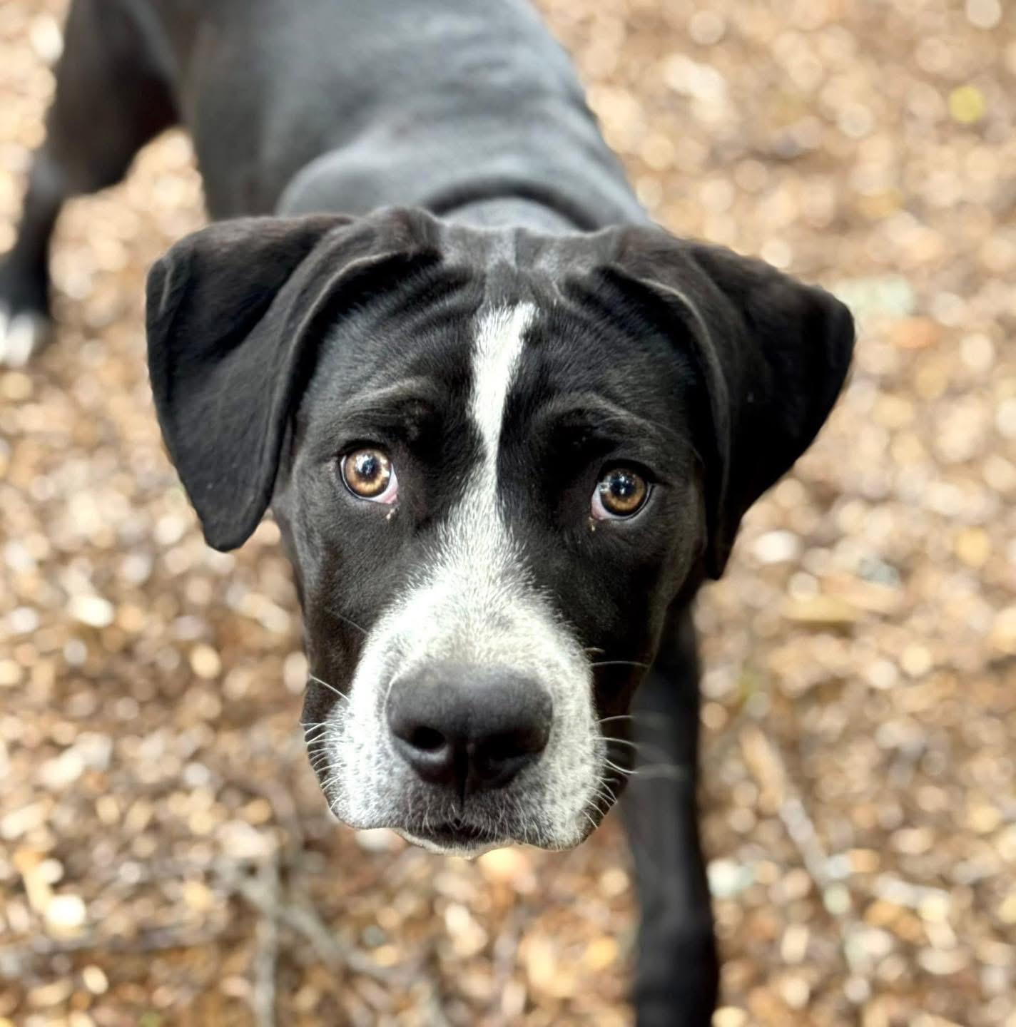 Bromley, a Adoptable Mixed Breed in Smyrna, GA image 4/5