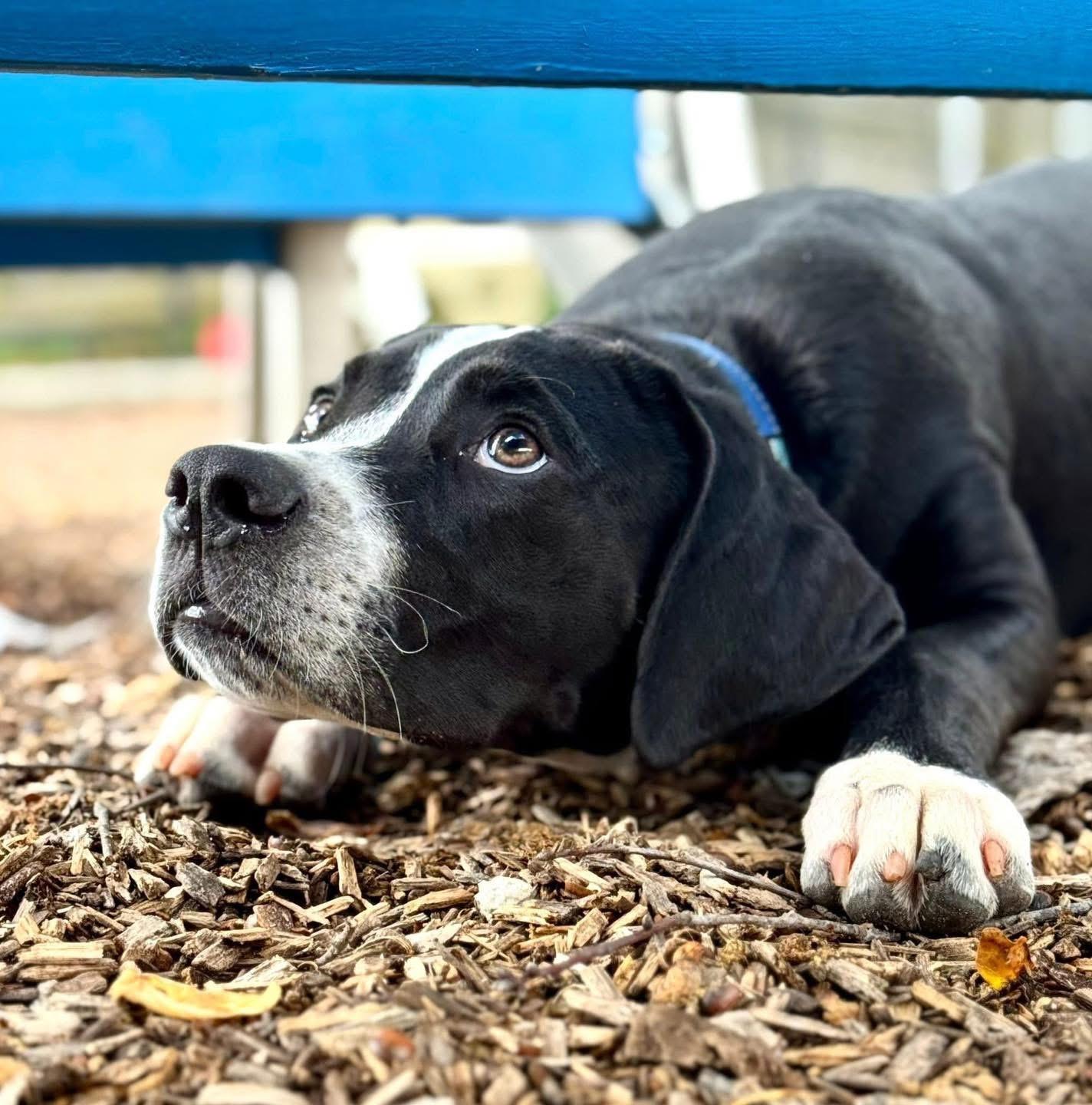Bromley, a Adoptable Mixed Breed in Smyrna, GA image 5/5