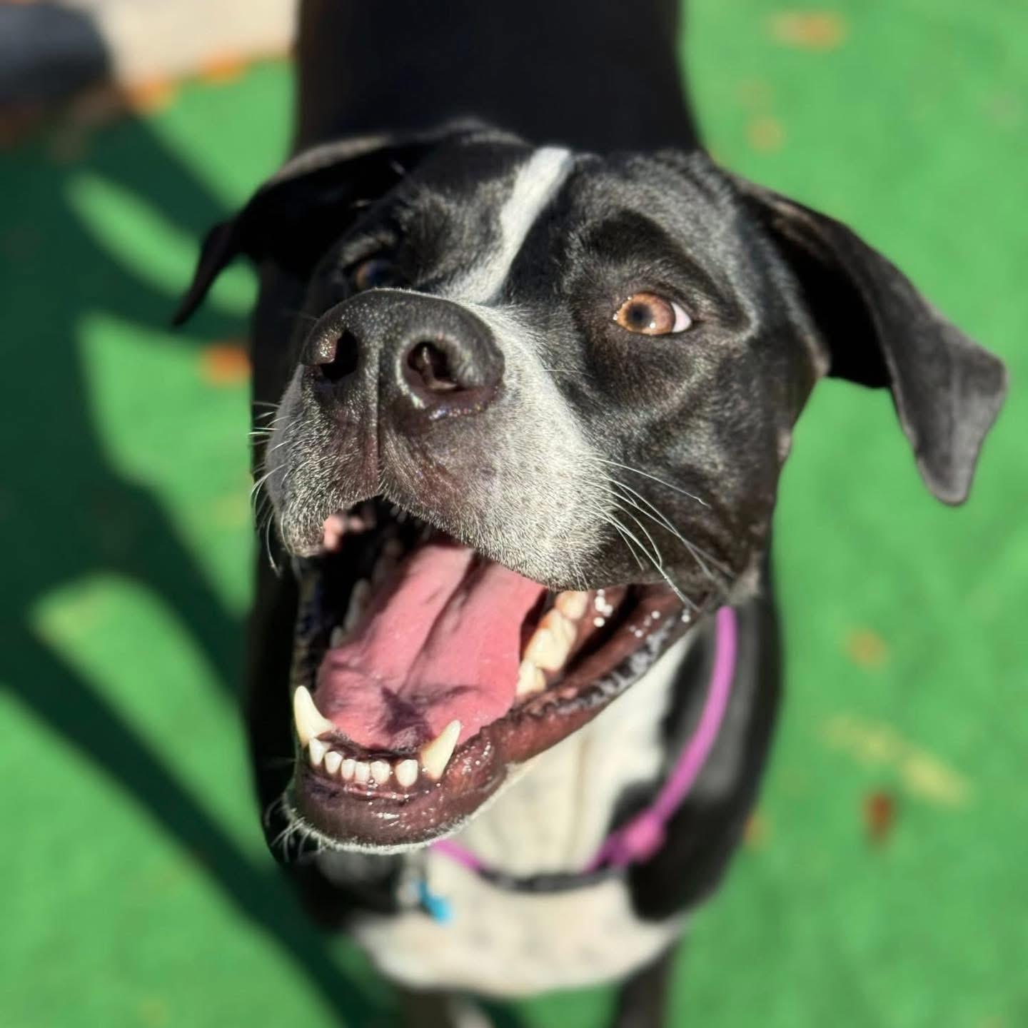 Bromley, Adoptable, Young Male Mixed Breed.