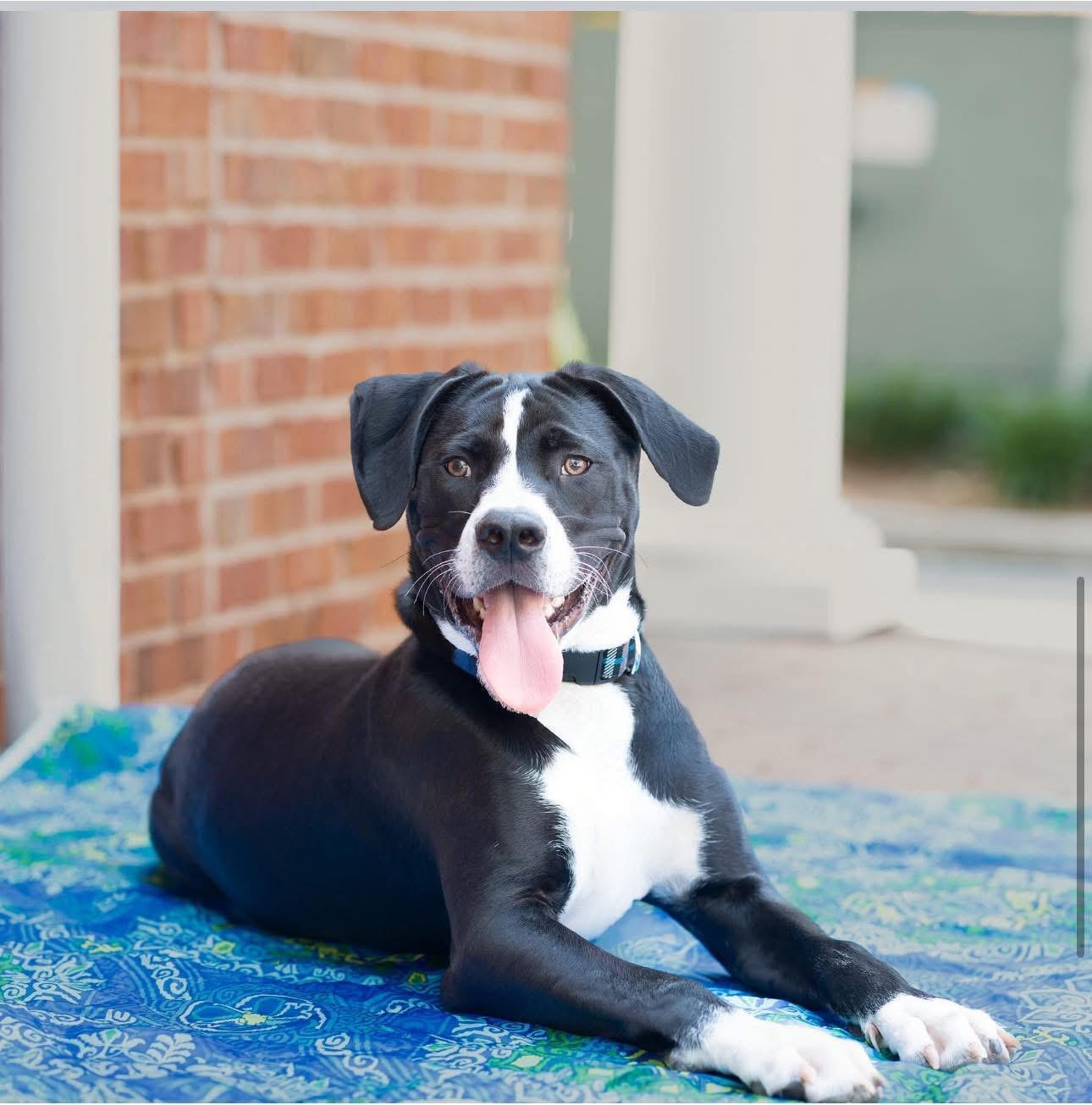 Bromley isnt just another puppy looking for a home Hes that once-in-a-lifetime kind of dog whos 