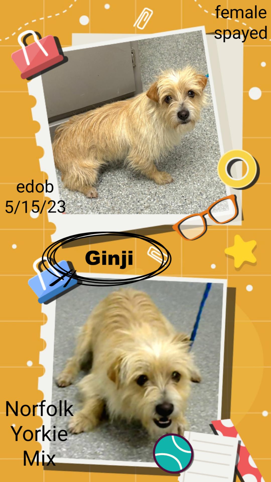 Ginji CO13886-Thw 2