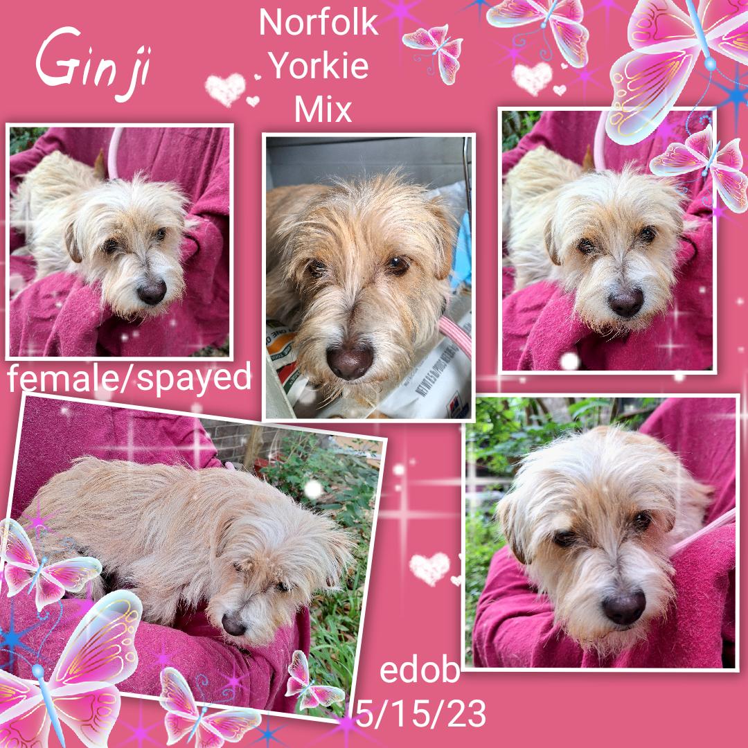 Ginji CO13886-Thw 4