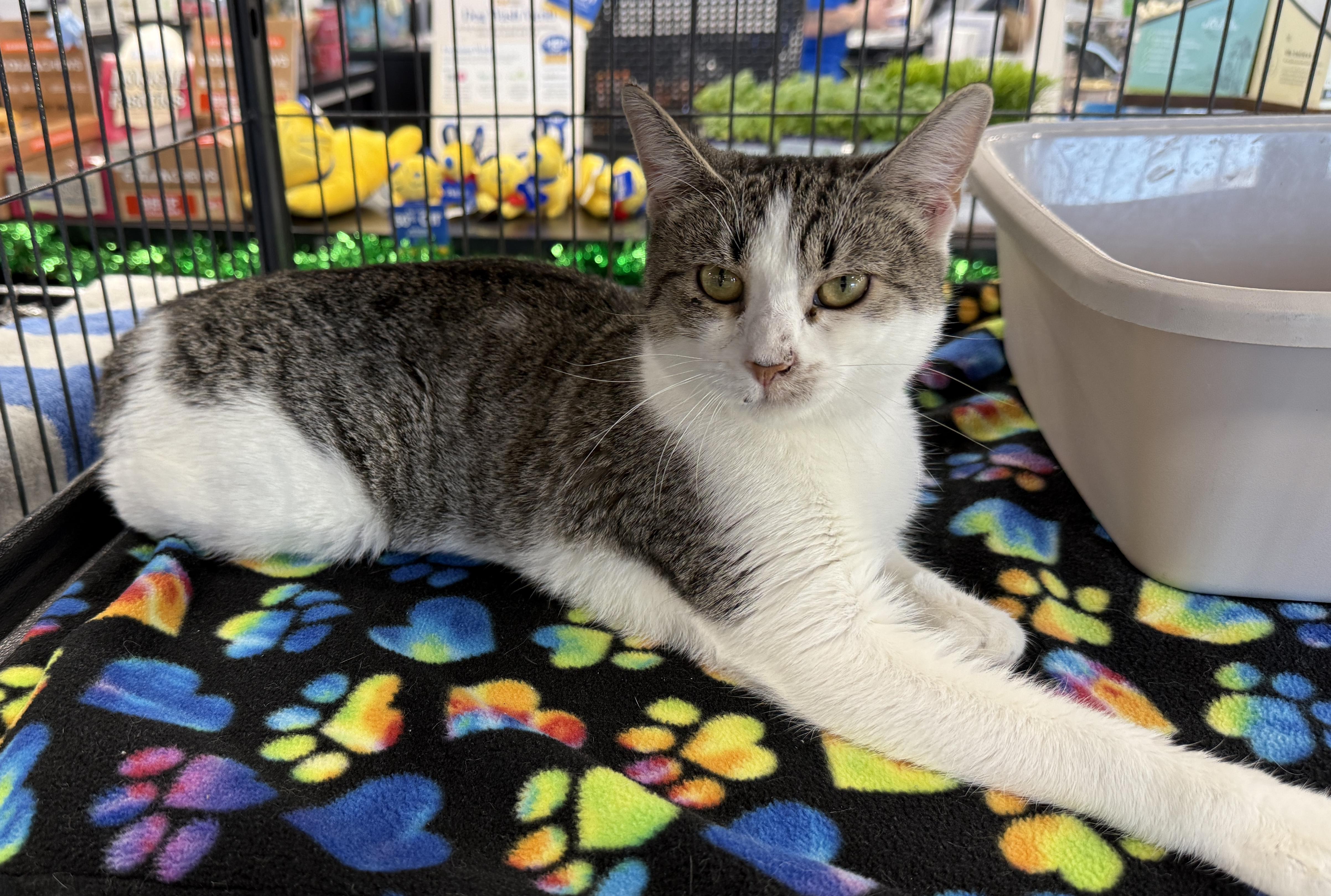 Bella, a Adoptable Domestic Short Hair in Jacksonville, FL image 2/2