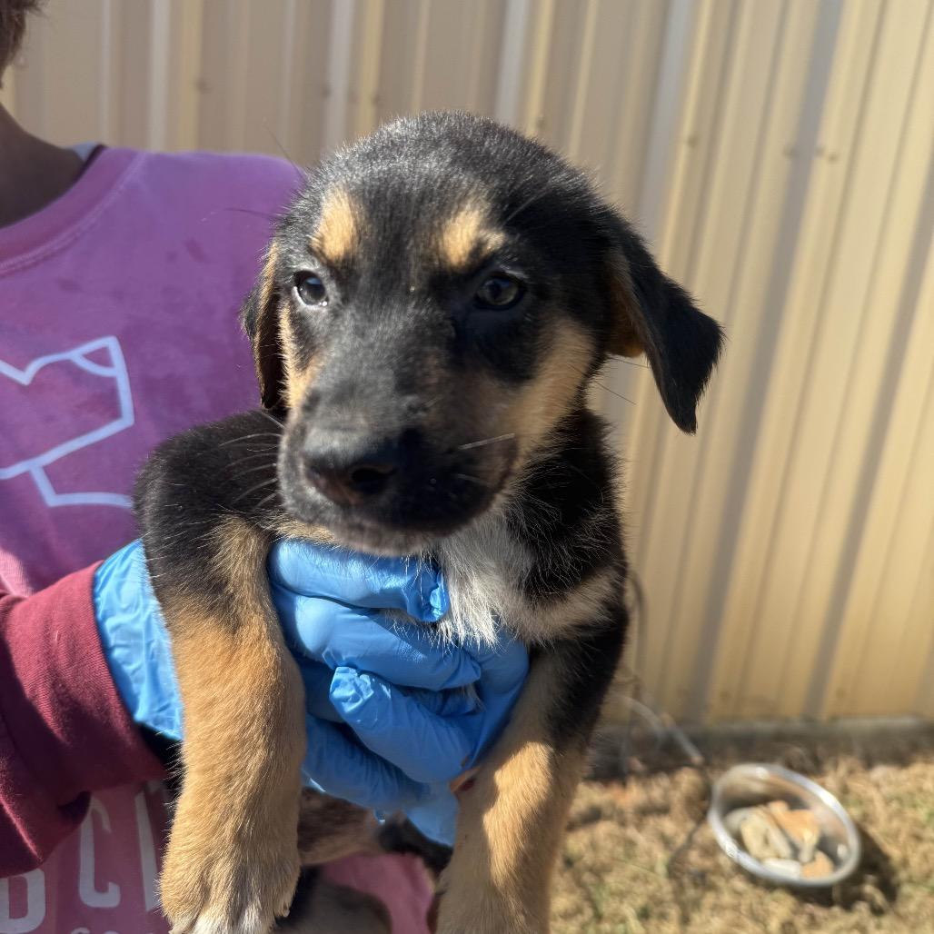 Pirate, Adoptable, Puppy Male Border Collie & Mixed Breed.