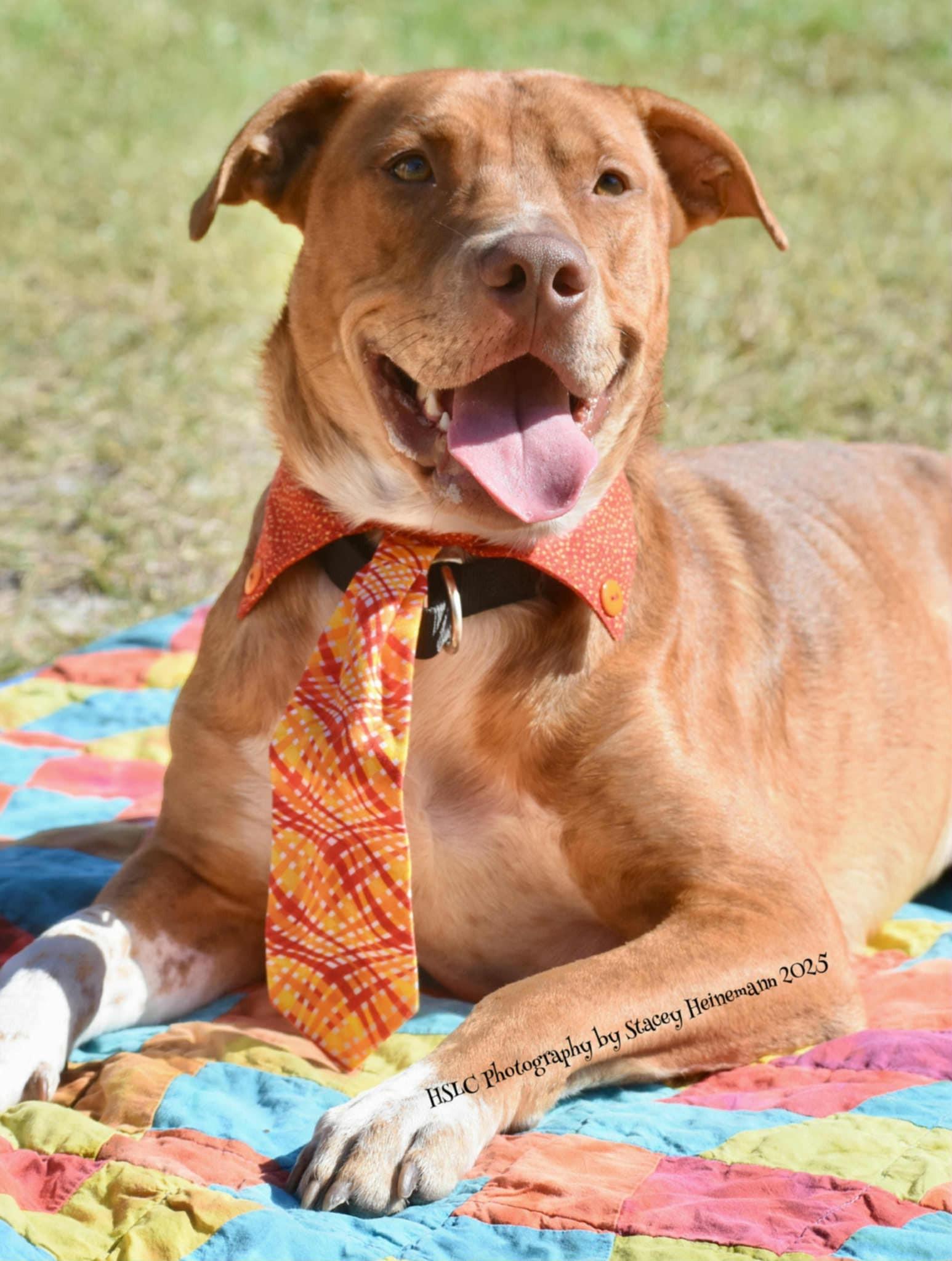 Gourdy, a Adoptable mixed breed in Umatilla, FL image 5/6