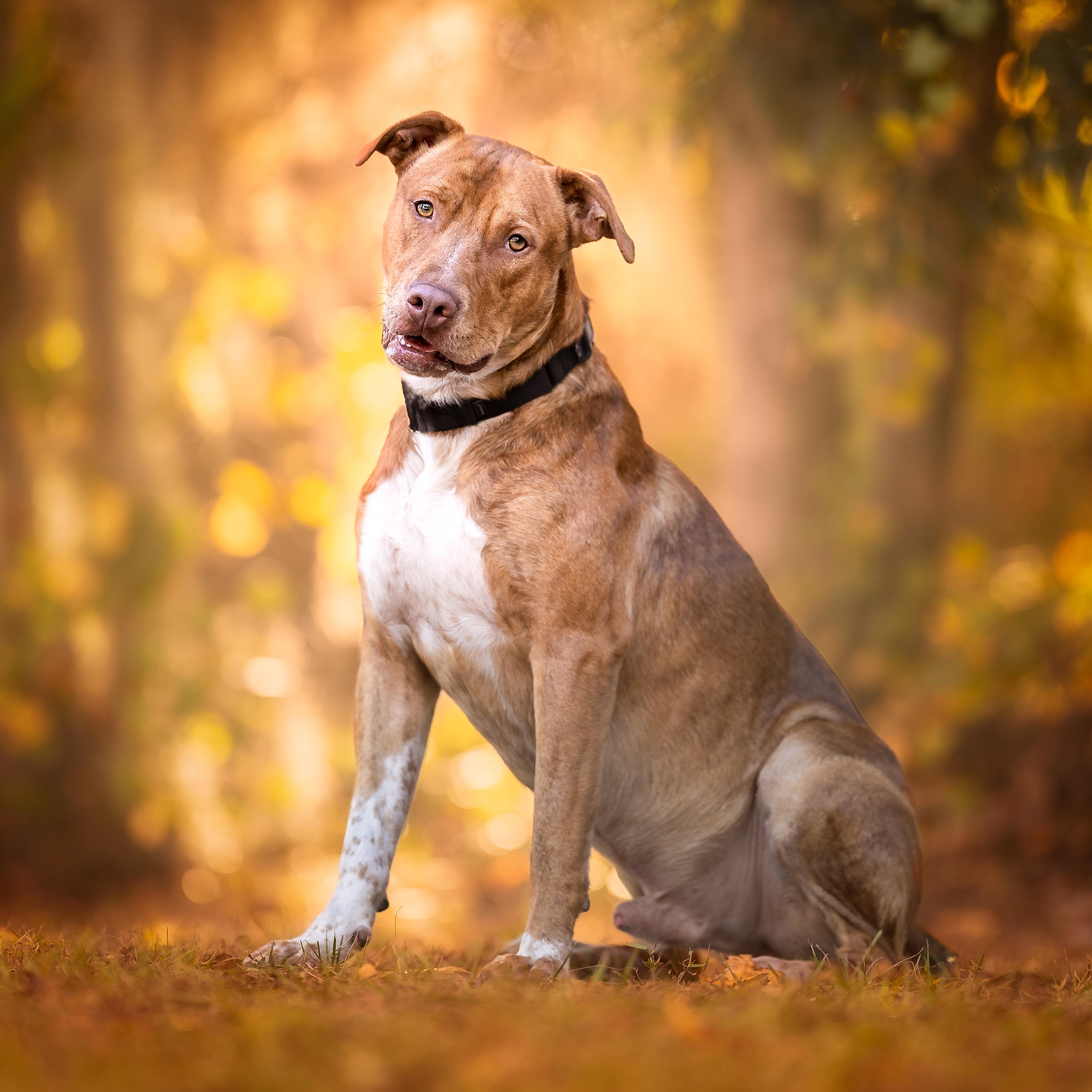 Gourdy, a Adoptable mixed breed in Umatilla, FL image 2/6
