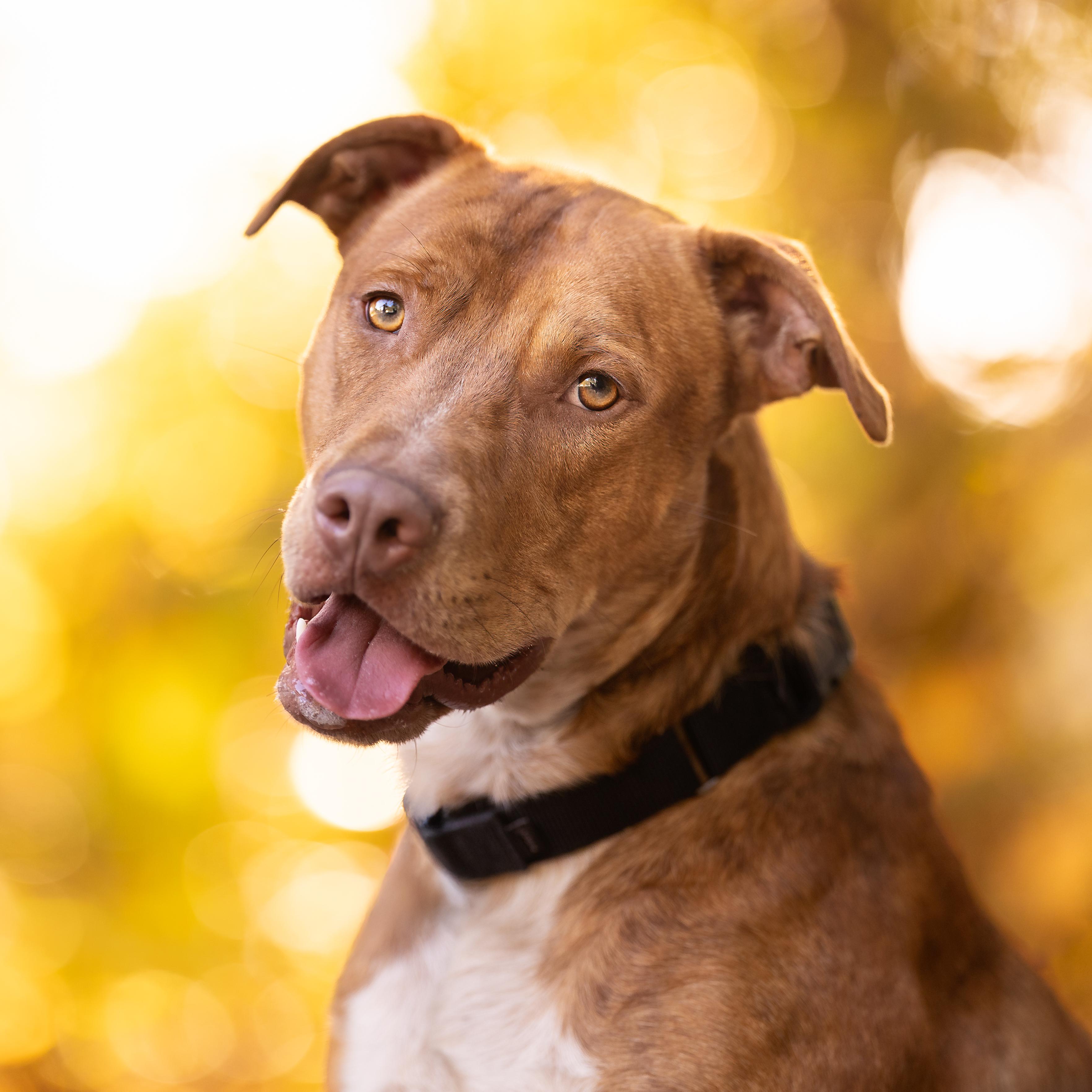 Gourdy, a Adoptable mixed breed in Umatilla, FL image 1/6