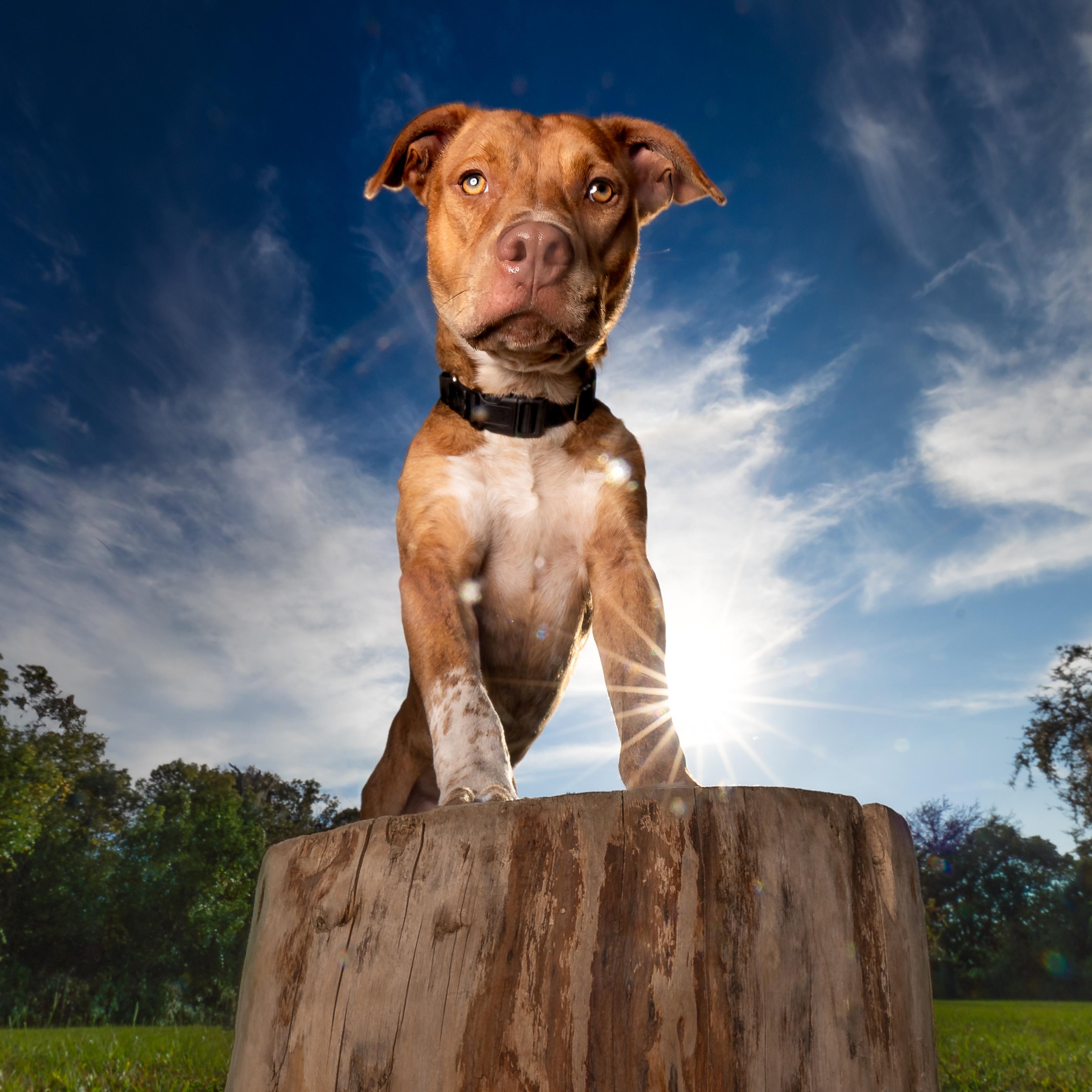 Gourdy, a Adoptable mixed breed in Umatilla, FL image 4/6