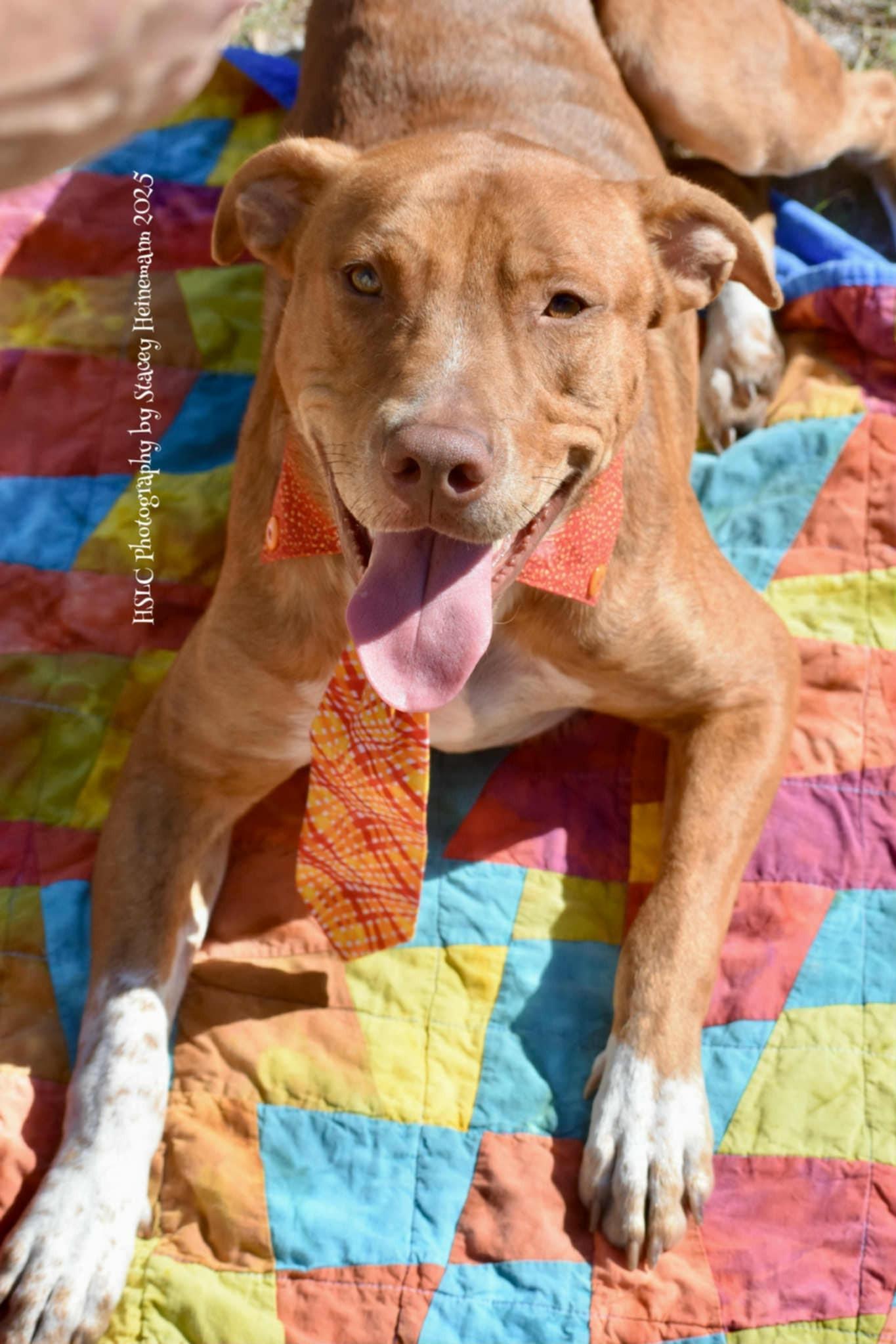 Gourdy, a Adoptable mixed breed in Umatilla, FL image 3/6