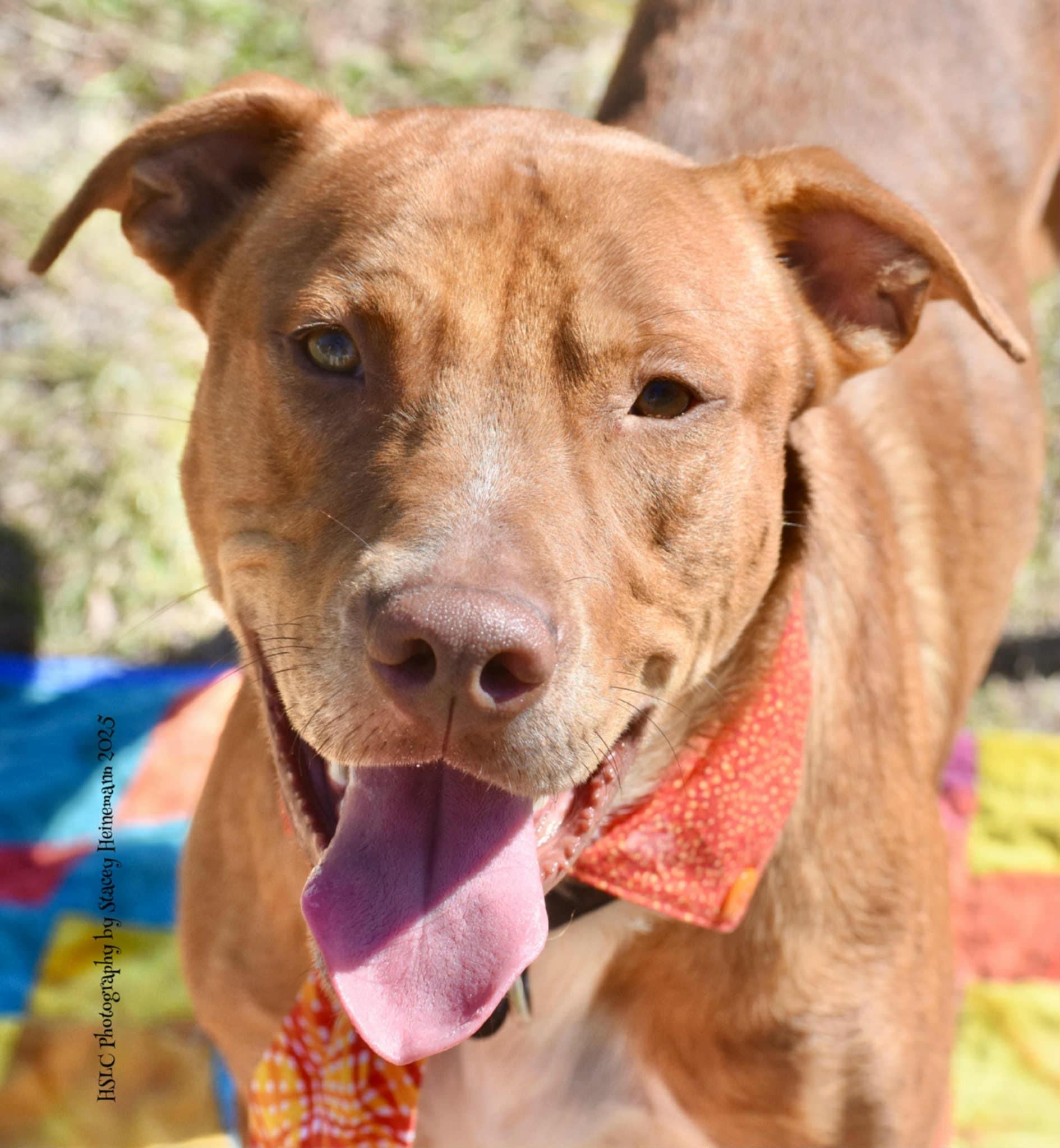Gourdy, a Adoptable mixed breed in Umatilla, FL image 6/6