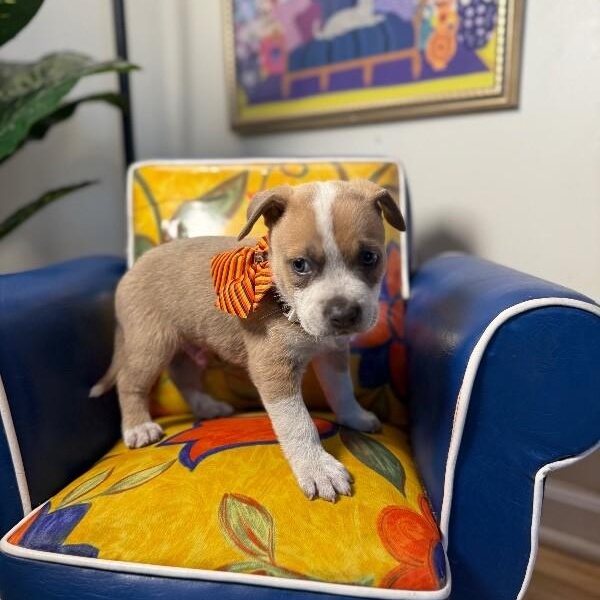 Trickee Lee Perla — thumbnail 4