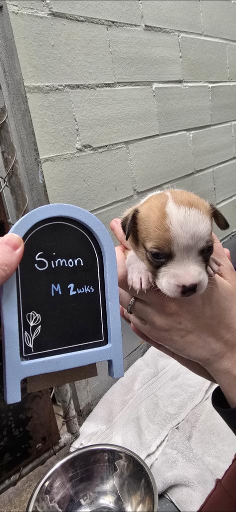 Simon, Adoptable, Puppy Male Terrier.