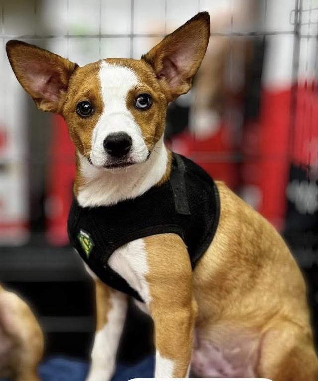 Simon, a Adoptable Terrier in Athens, OH image 2/2