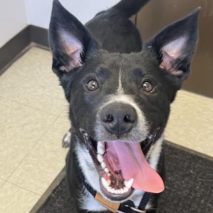 Rover, adopted, Young Male Mixed Breed.