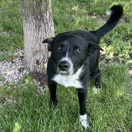 Enlarge Rover, an adopted Mixed Breed in Dubuque, IA image 2/2