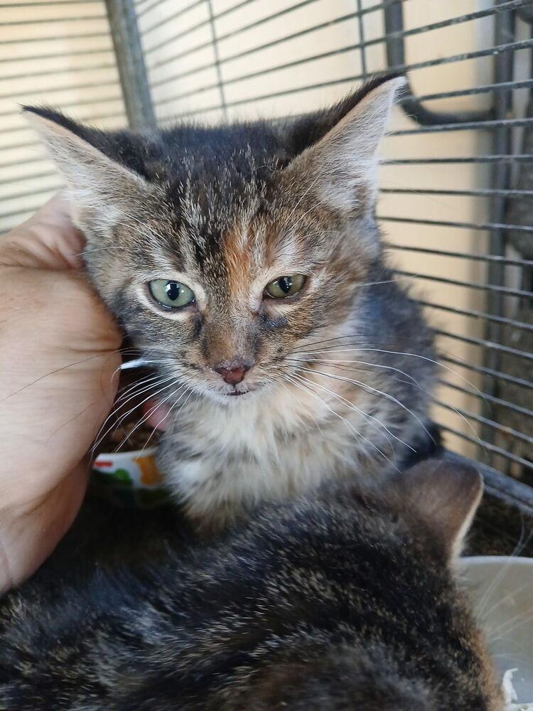 Azrael, Adoptable, Kitten Female Domestic Short Hair.