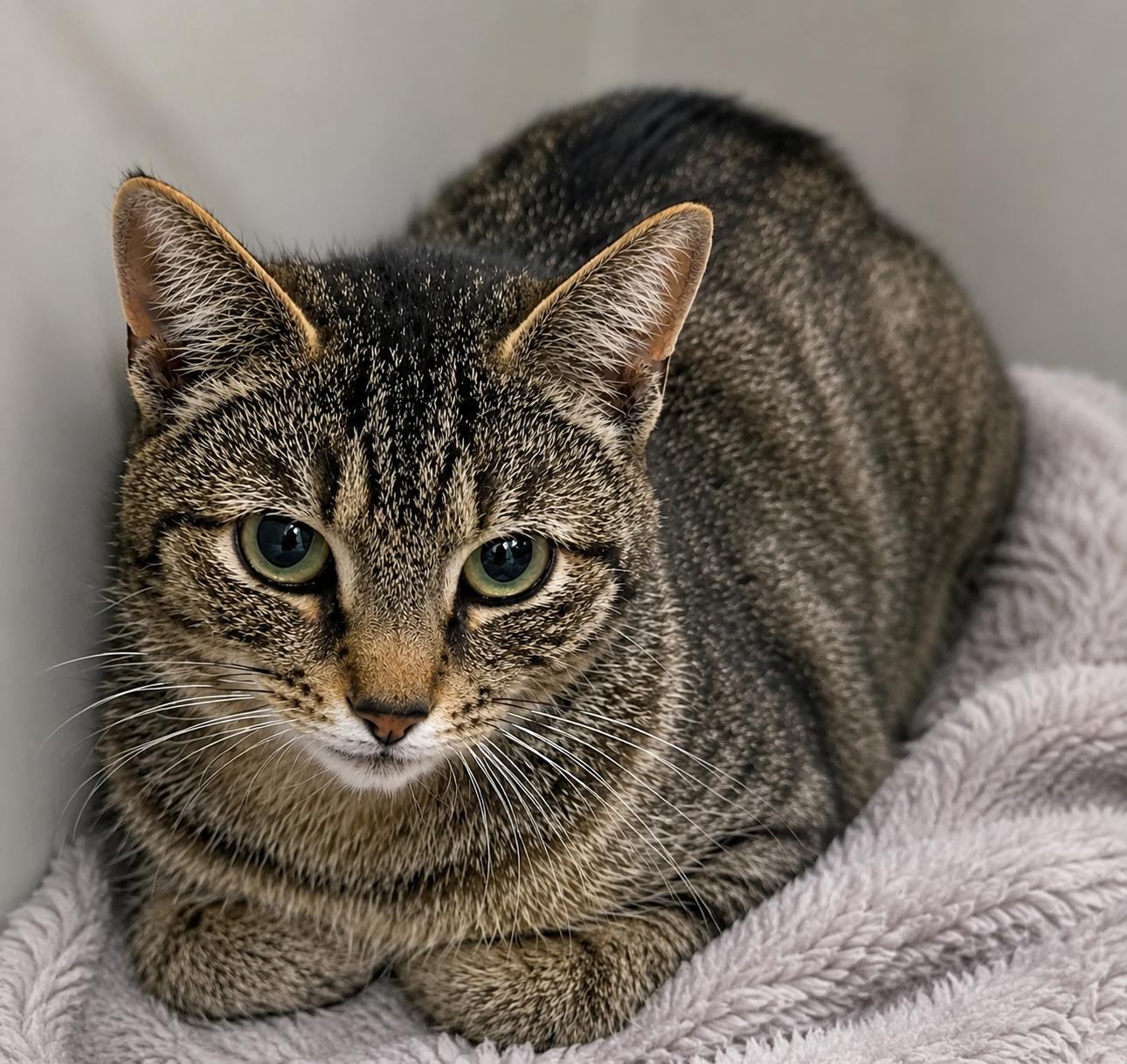 Tabby-Tha, ADOPTABLE, Kitten Female Domestic Short Hair.