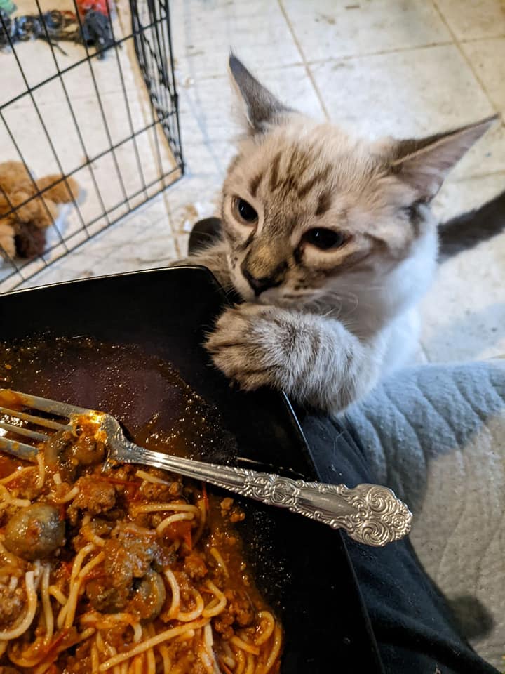 Enlarge HIMALAYAN MIX BEAUTIES - JAZZ & LOLA, a Adoptable Himalayan in Cottonwood, CA image 3/6