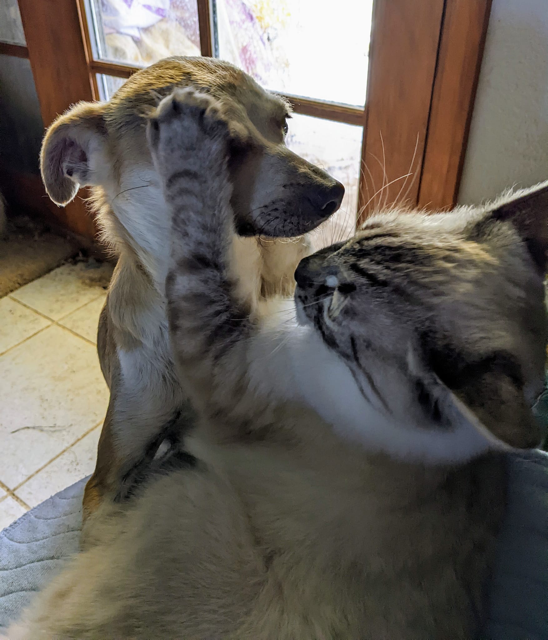 HIMALAYAN MIX BEAUTIES - JAZZ & LOLA, an adoptable Himalayan in Cottonwood, CA, 96022 | Photo Image 4