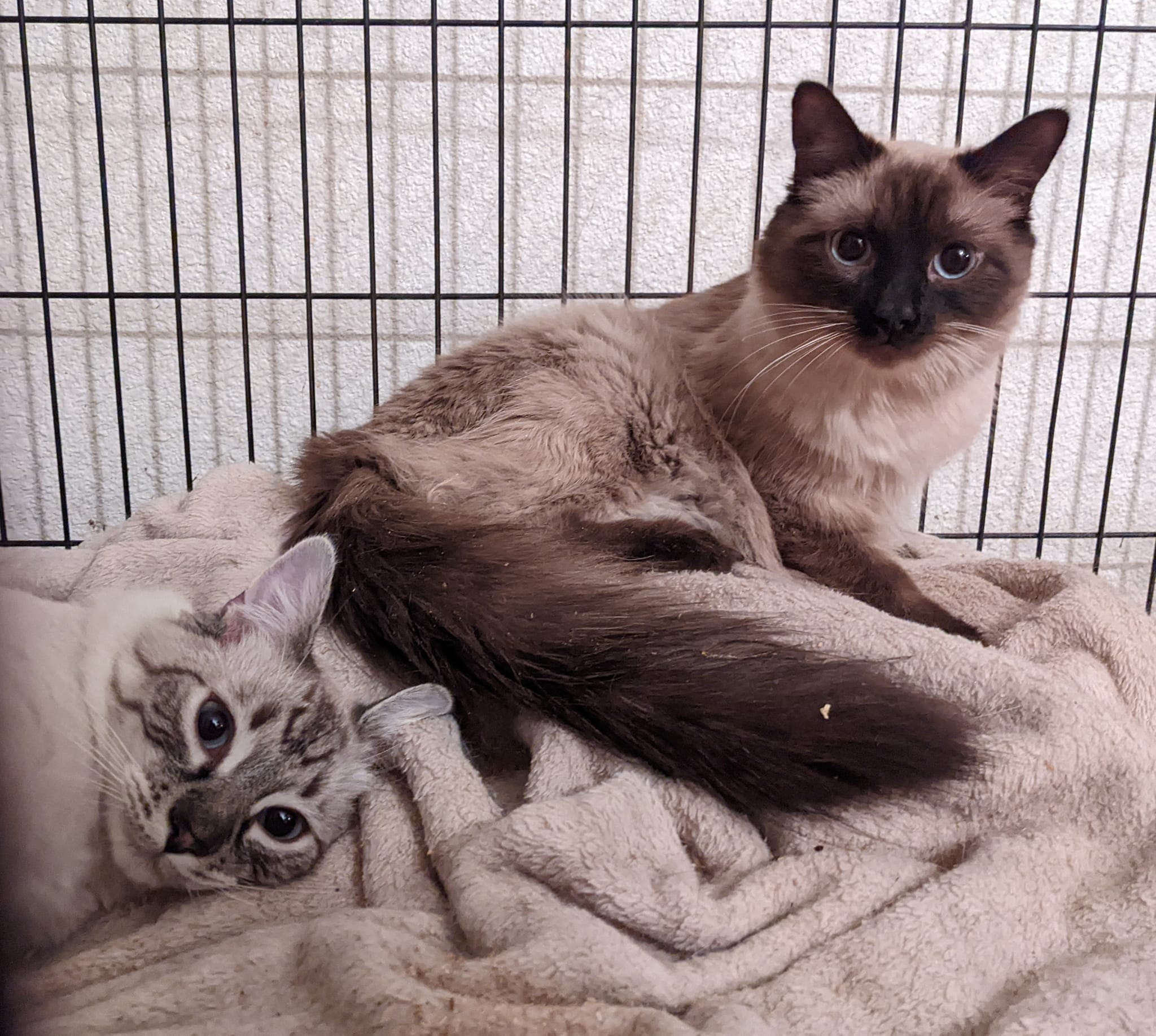 Enlarge HIMALAYAN MIX BEAUTIES - JAZZ & LOLA, a Adoptable Himalayan in Cottonwood, CA image 2/6
