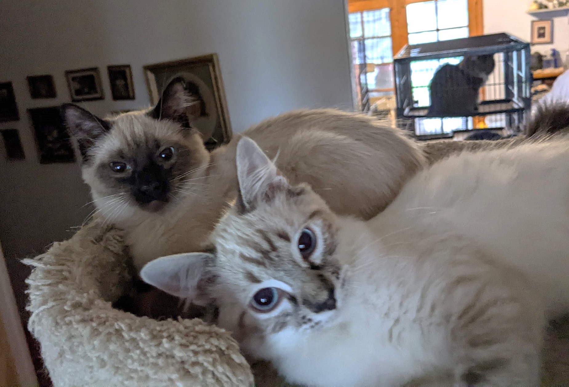 Enlarge HIMALAYAN MIX BEAUTIES - JAZZ & LOLA, a Adoptable Himalayan in Cottonwood, CA image 5/6