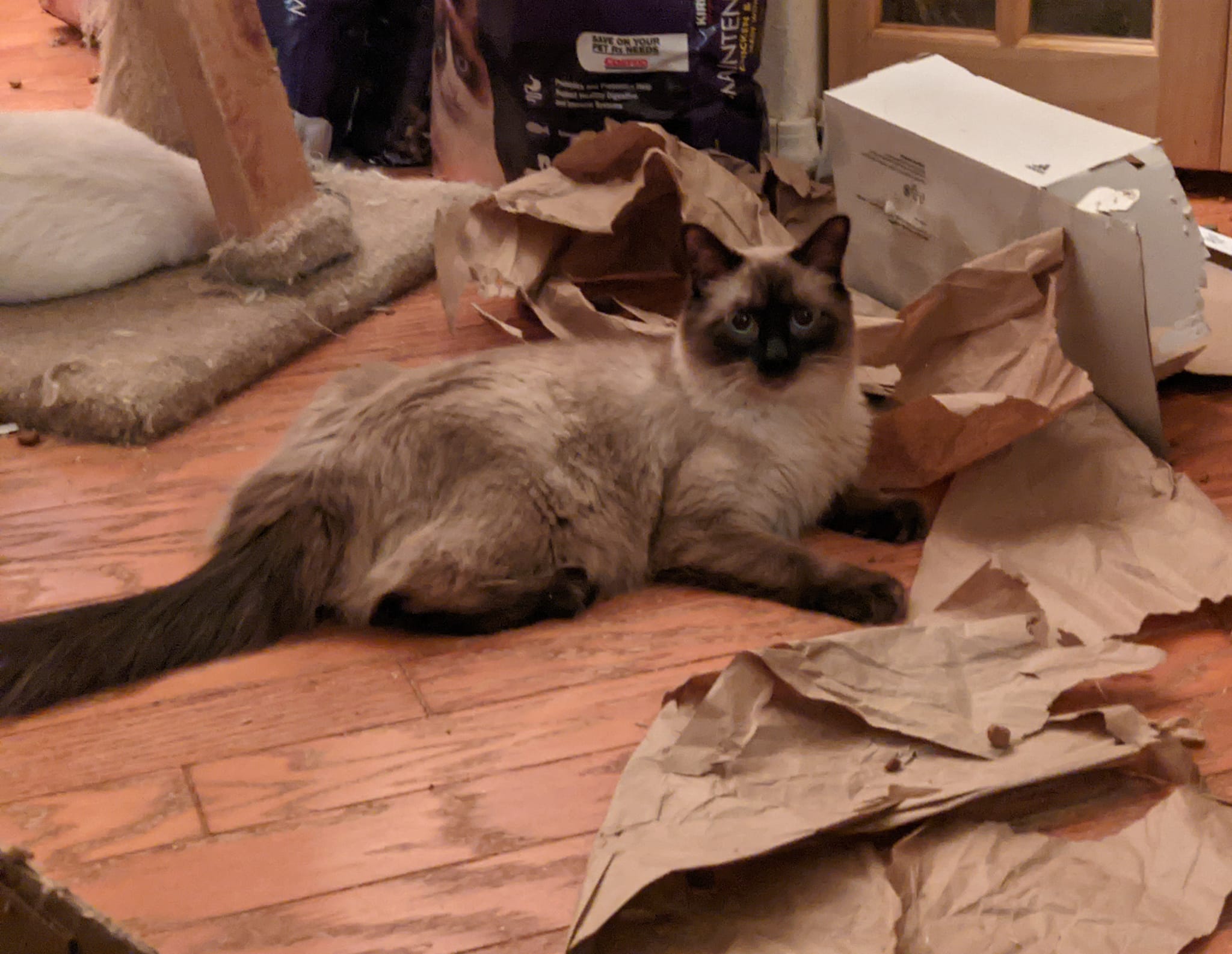 Enlarge HIMALAYAN MIX BEAUTIES - JAZZ & LOLA, a Adoptable Himalayan in Cottonwood, CA image 6/6