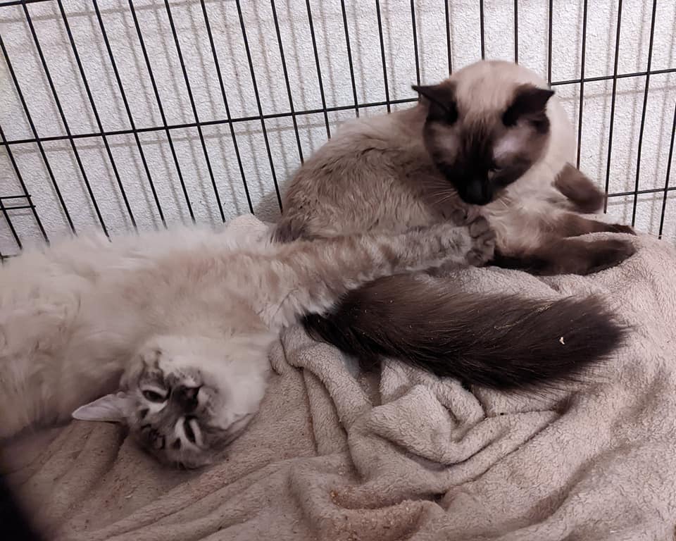 HIMALAYAN MIX BEAUTIES - JAZZ & LOLA, an adoptable Himalayan in Cottonwood, CA, 96022 | Photo Image 1
