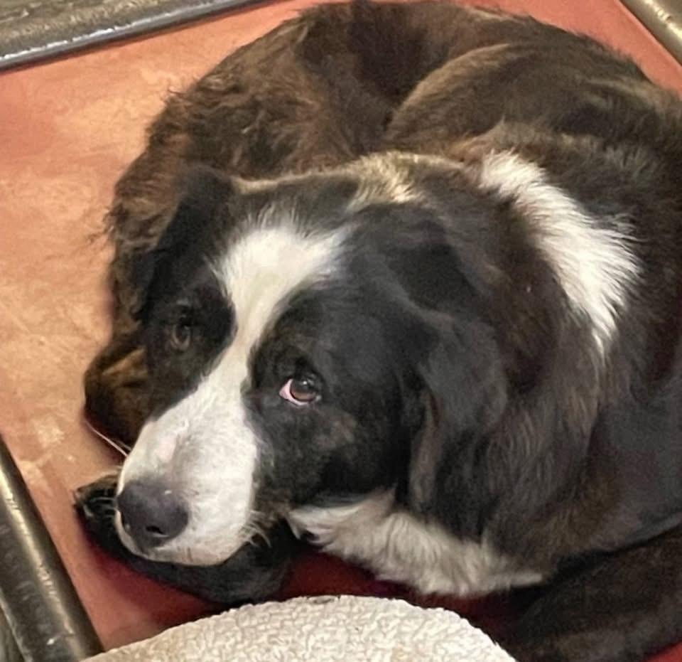 Fancy, ADOPTABLE, Senior Female Mixed Breed.