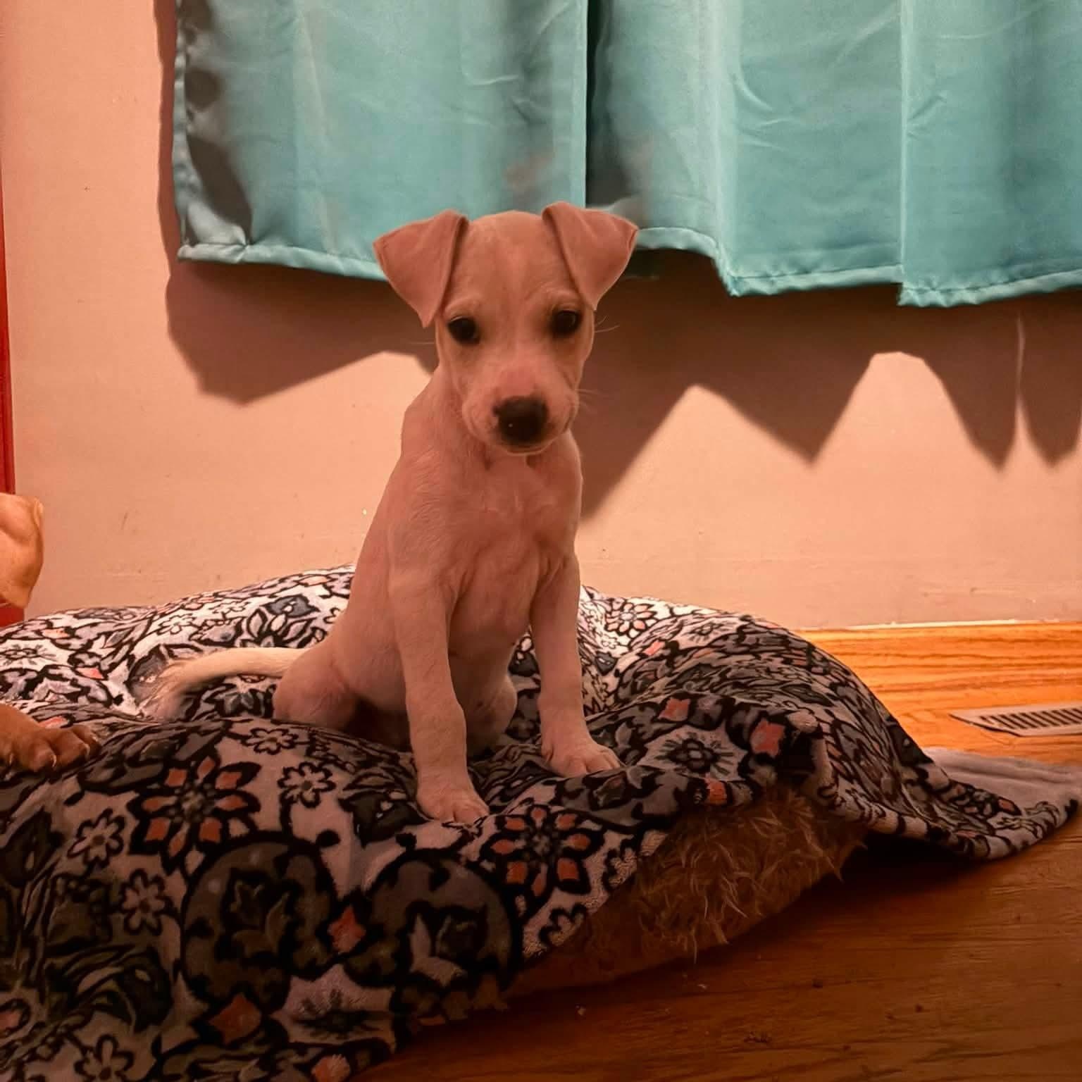 Enlarge Joy, a Adoptable Mixed Breed in East Peoria, IL image 2/5