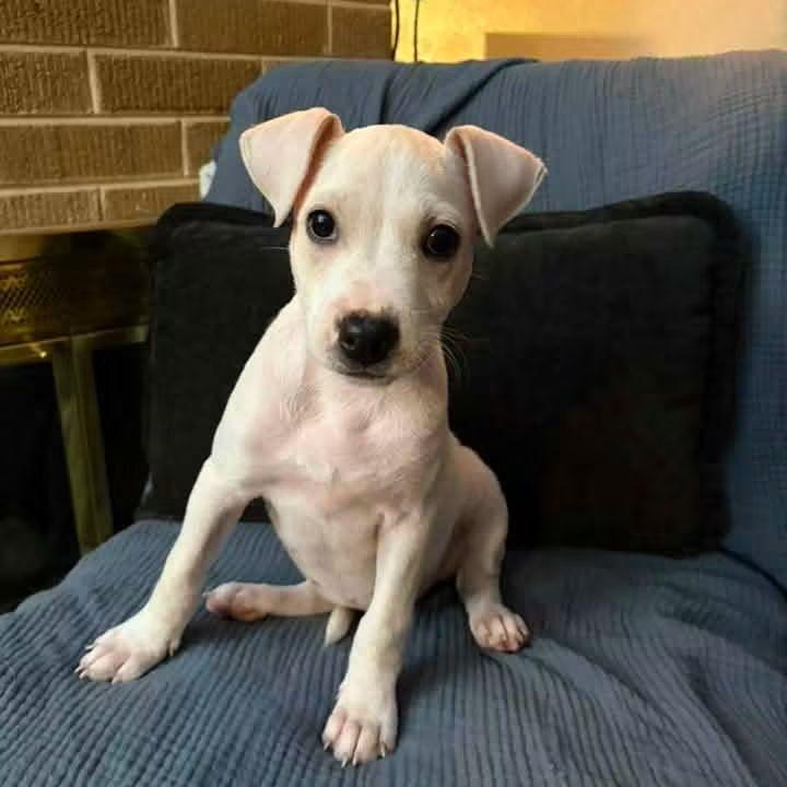 Enlarge Joy, a Adoptable Mixed Breed in East Peoria, IL image 4/5