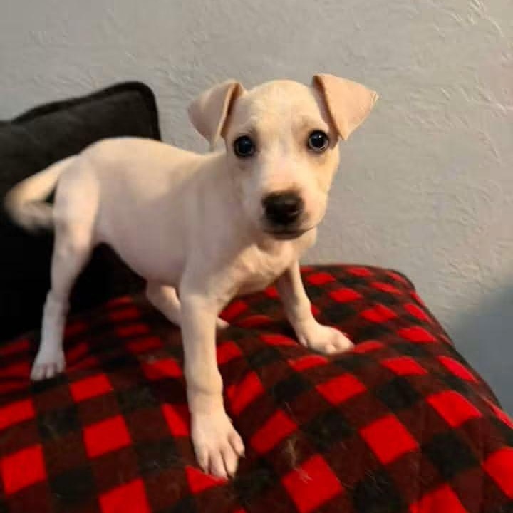 Enlarge Joy, a Adoptable Mixed Breed in East Peoria, IL image 3/5