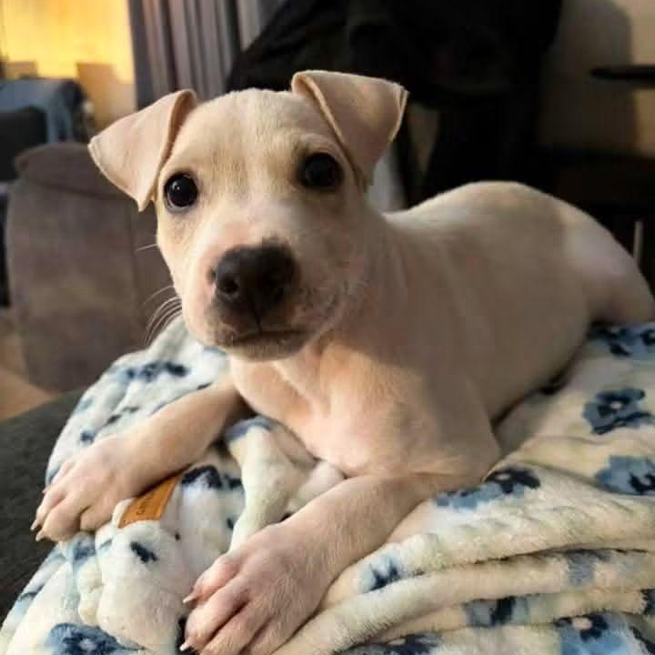 Joy, Adoptable, Puppy Female Mixed Breed.