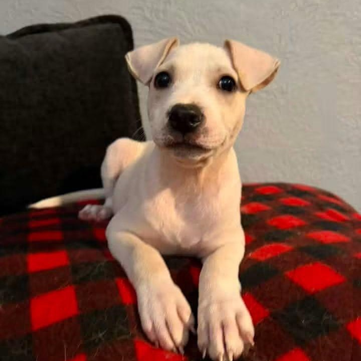 Enlarge Joy, a Adoptable Mixed Breed in East Peoria, IL image 5/5