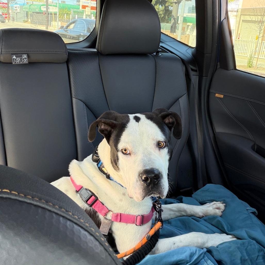 Otis, Adoptable, Adult Male Boxer & Mixed Breed.