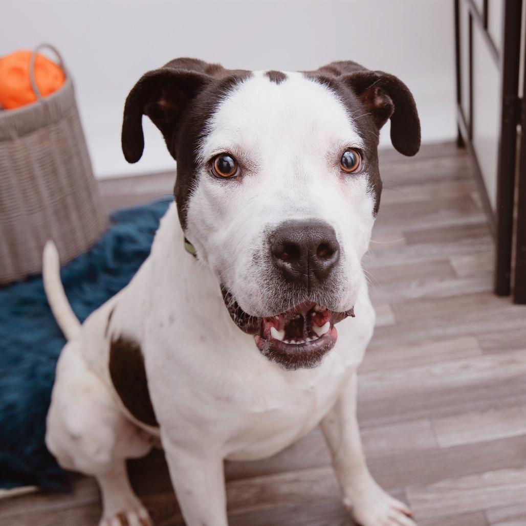 Otis, a Adoptable mixed breed in Los Angeles, CA image 2/4