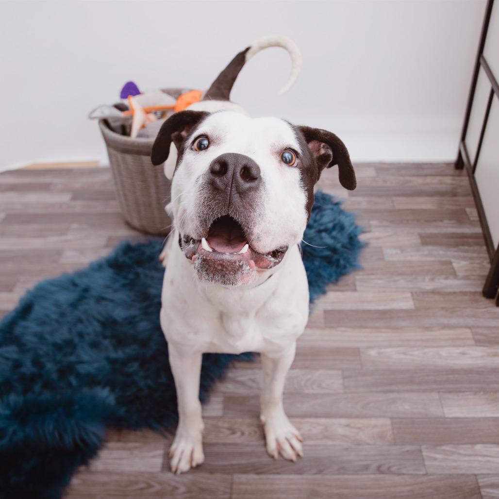 Otis, a Adoptable mixed breed in Los Angeles, CA image 3/4