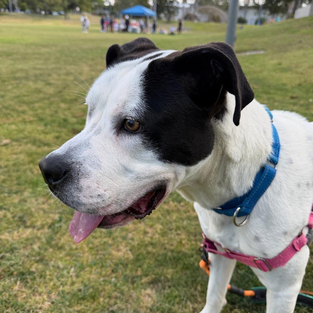 Otis, a Adoptable mixed breed in Los Angeles, CA image 4/4