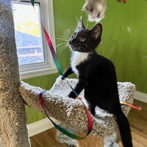 Enlarge Helga, a Adoptable Tuxedo in Minneapolis, MN image 4/5