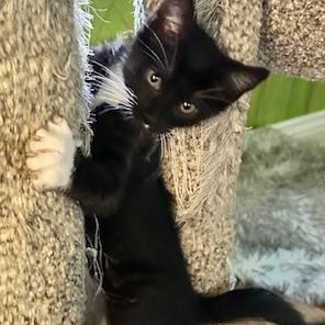 Helga, Adoptable, Kitten Female Tuxedo.