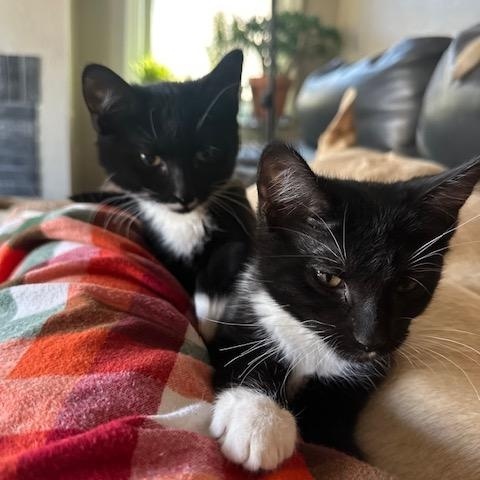 Enlarge Helga, a Adoptable Tuxedo in Minneapolis, MN image 2/5