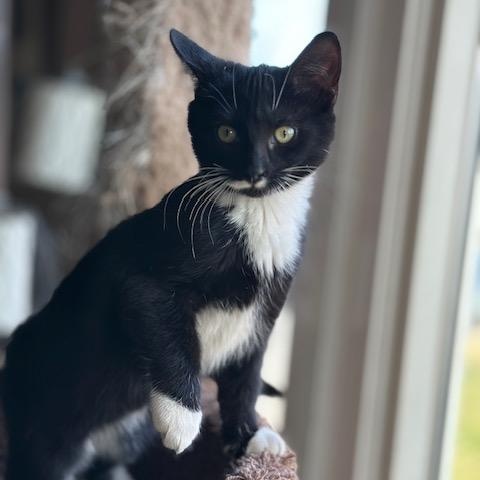 Enlarge Helga, a Adoptable Tuxedo in Minneapolis, MN image 3/5