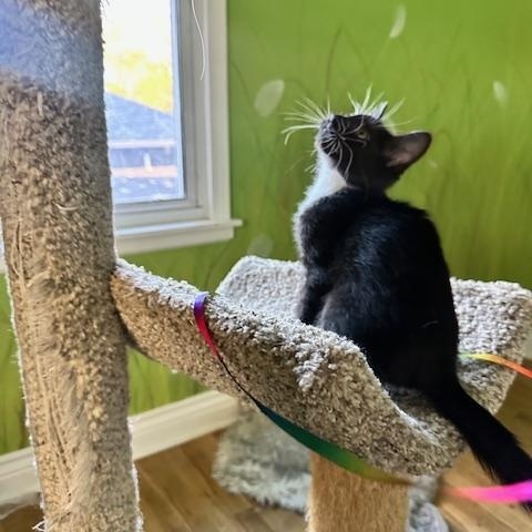 Enlarge Helga, a Adoptable Tuxedo in Minneapolis, MN image 5/5