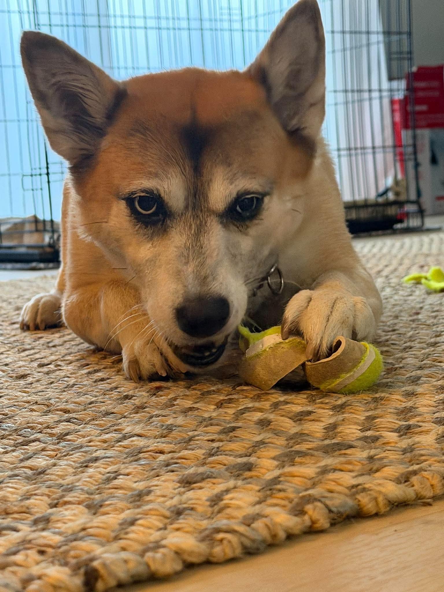 Enlarge Nova, a Adoptable mixed breed in Anchorage, AK image 1/2