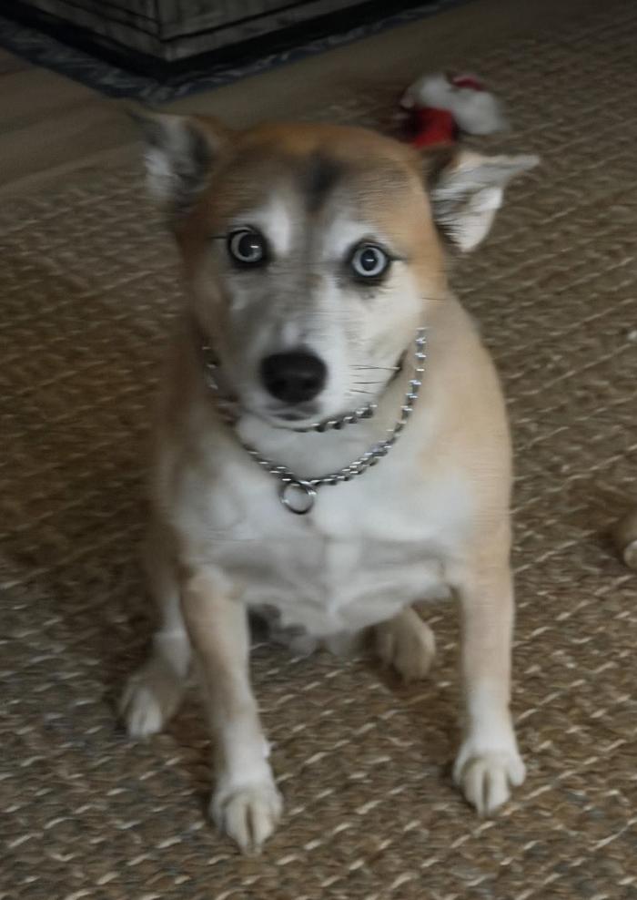 Enlarge Nova, a Adoptable mixed breed in Anchorage, AK image 2/2