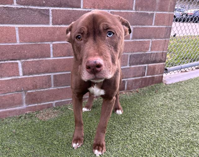 Enlarge STELLA, a Adoptable mixed breed in Grand Prairie, TX image 1/1